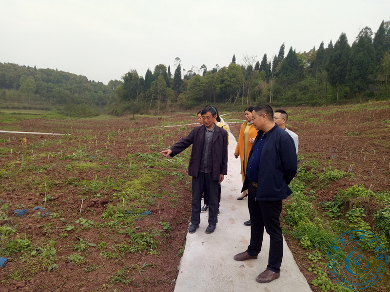 实地考察项目实施进展